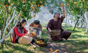 bisnis perkebunan buah